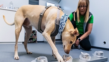 Na fińskim lotnisku psy wywąchają koronawirusa